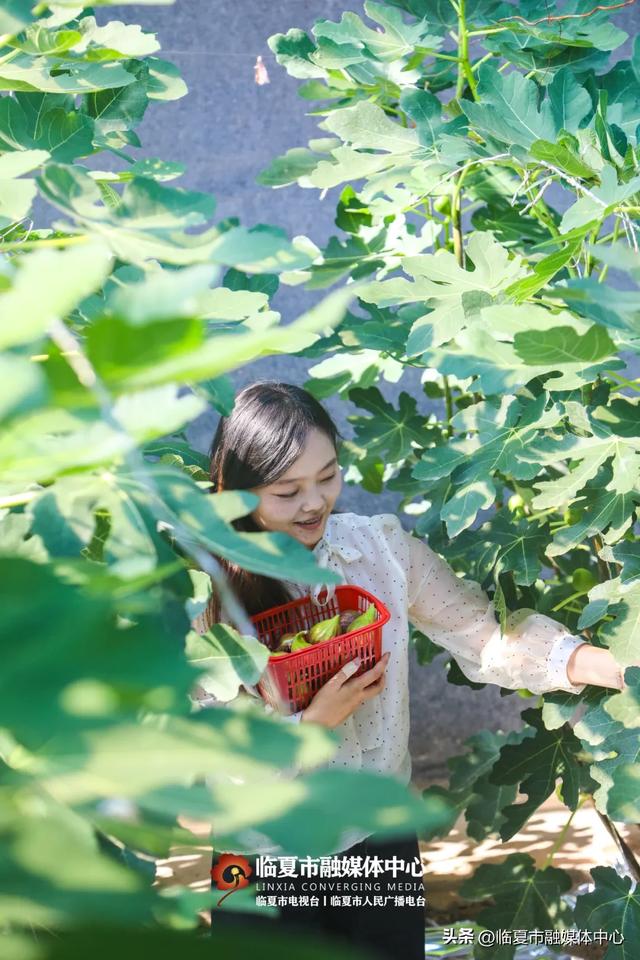 秋天的第一口甜,何必远方?临夏市大庄村的“养颜果”甜到心坎里~