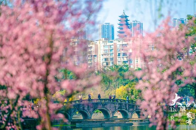 大渡口的春天也太“香”了！