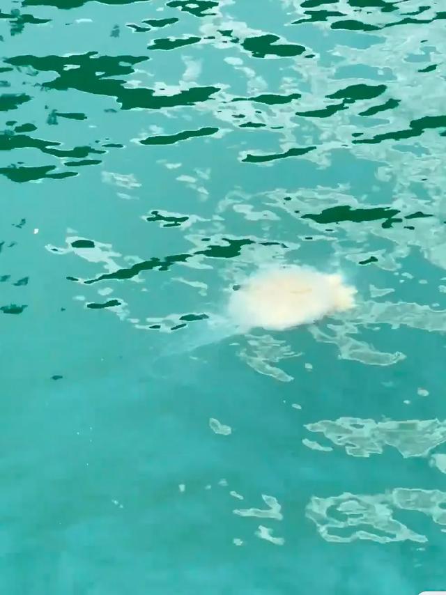 国内小众绝美海岛——枸杞岛游玩攻略