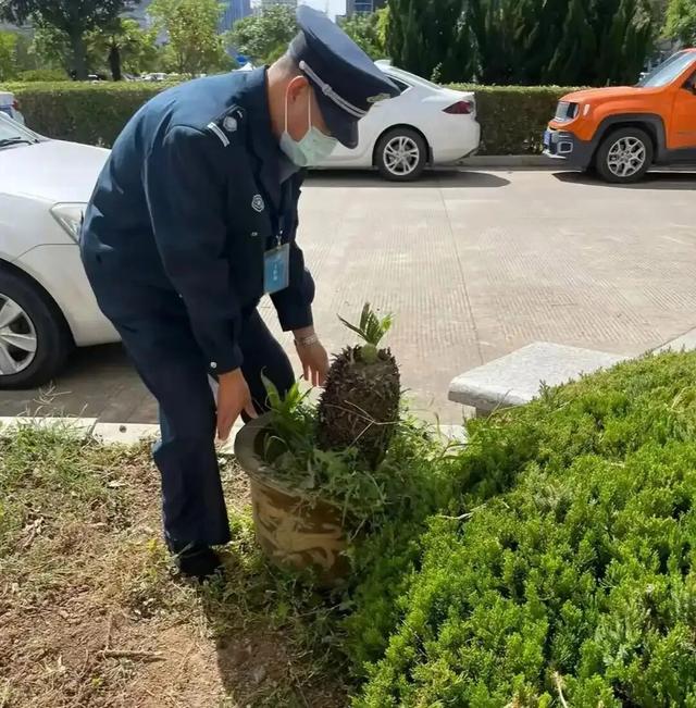 上海一保安，因“捡业主淘汰的花”而火了，那叫一个壮观，晒晒