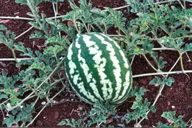 西瓜高产有绝招！掐尖打叉这样做，果实又大又甜图片