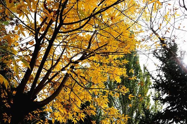 【寻秋・回民区】一园秋色入画来 邂逅公园的醉美时光