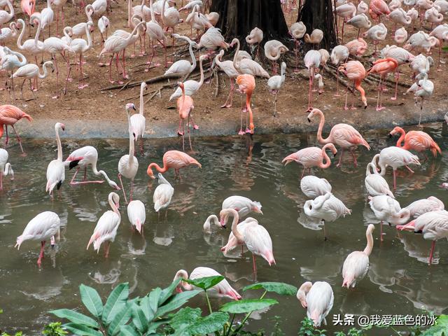 参观广州长隆野生动物园，全程感觉眼累手累腿不累