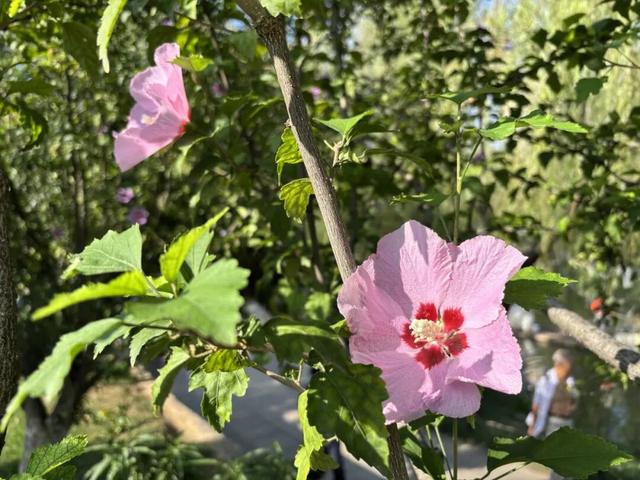 兴庆宫的秋，桂花飘香，花影添色
