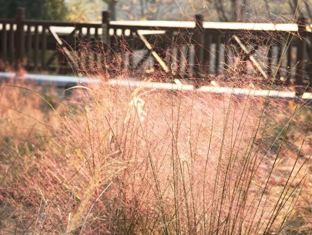 发现丰台之美 | 诗意北宫,醉美金秋