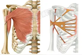 【看图识肌】每天学几块肌肉再走吧！图片