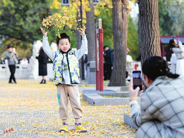 并州银杏黄 共醉一城秋