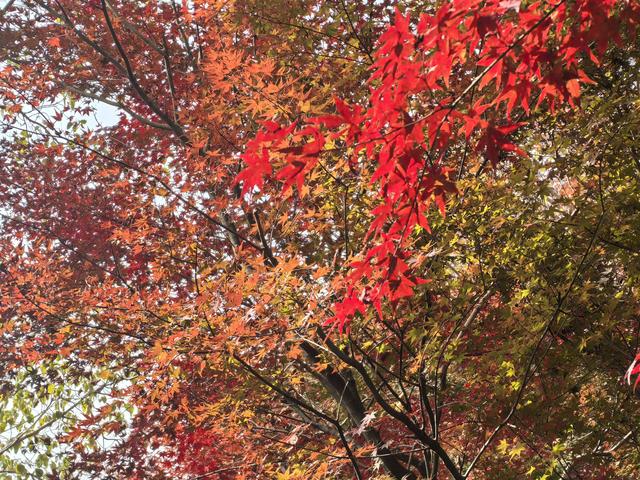 南京栖霞山一日徒步，游千年古刹，看漫山红叶