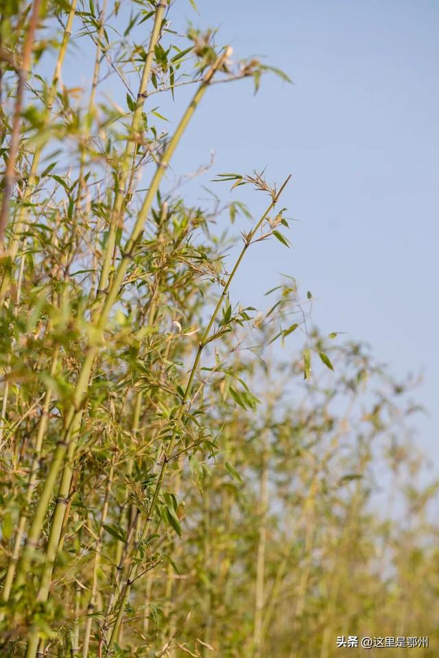 鄂州园博园，一封来自秋天的邀请函