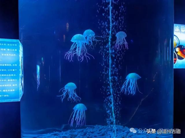 温州这个以畲族始祖命名的4A级景区，秘藏着一座“生物王国”！