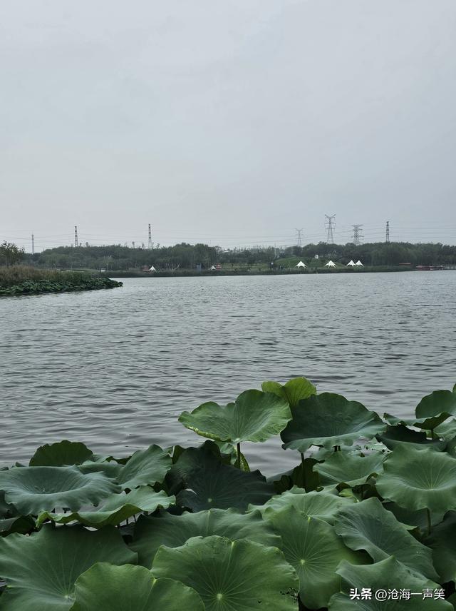 雨中梅湖露营基地的荷叶，更绿了，更美了，更柔了，更俏了！