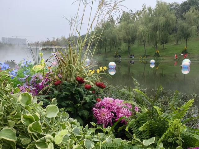 金菊璀璨映光谷，万平花海绘新篇 东湖高新区第42届金秋菊展今日盛大启幕