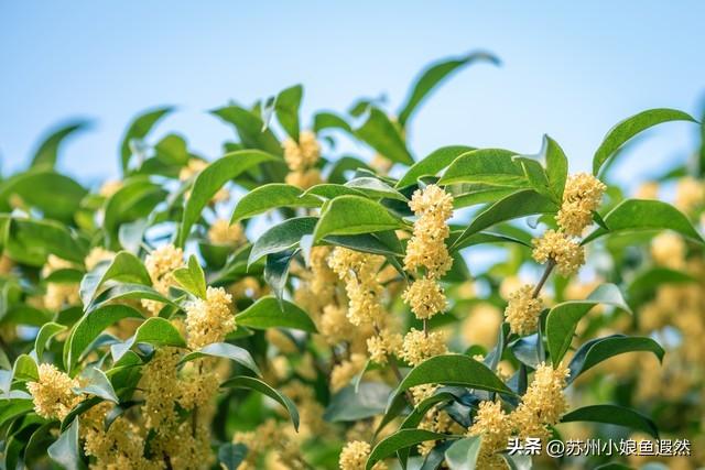 怀念姑苏城春有杏、夏有荷、秋有桂、冬有梅，而非夏冬“无缝接”