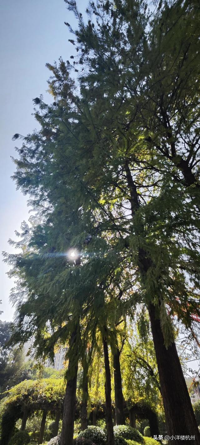 跟随树友们逛中国第一座现代植物园——浙大植物园