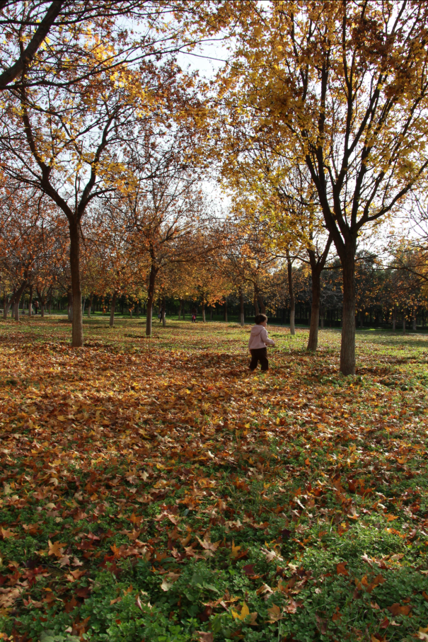 西安城区4个绝美秋景打卡地！