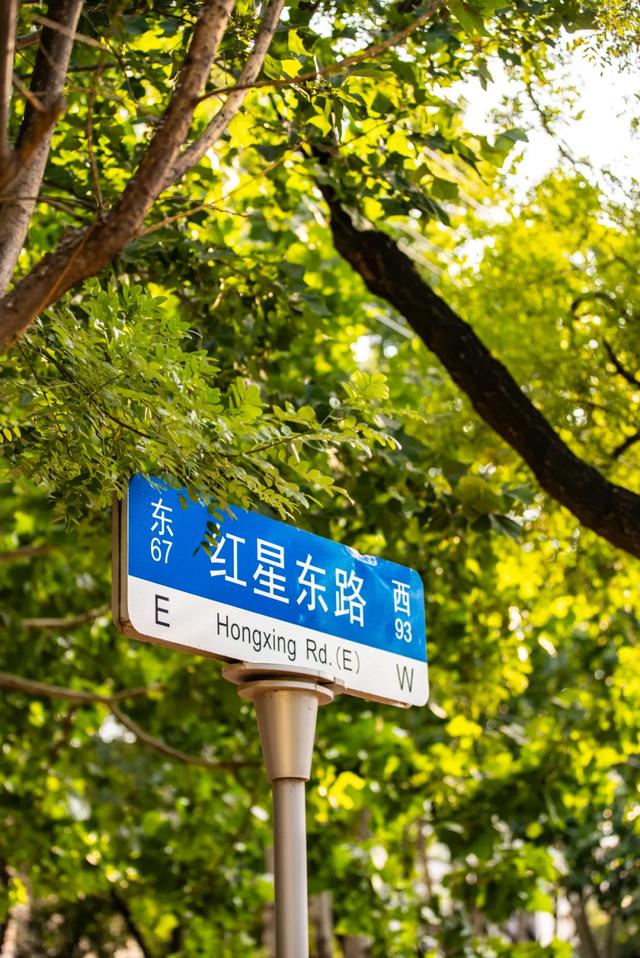 夏韵流淌处，红星路的梧桐时光