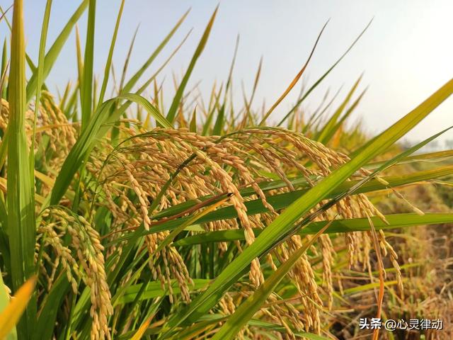 “不怕出伏雨，就怕出伏晴”，今日出伏,晴天有啥预兆?还要热多久