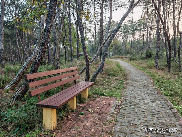 应城：有名店林场林荫步道 让你邂逅四季生态画卷