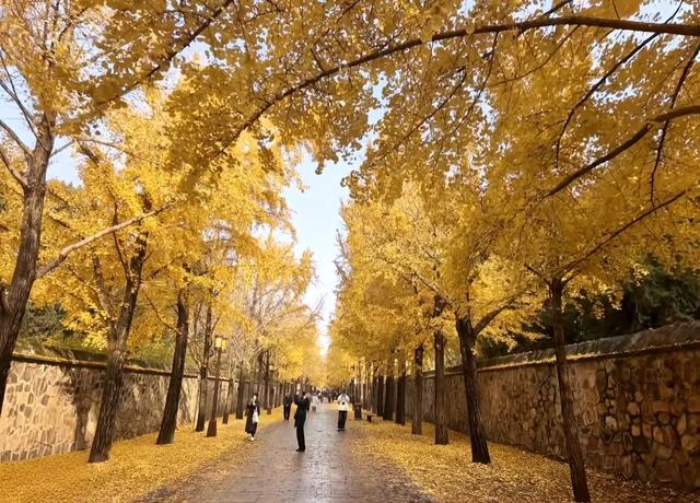 秋天“加班申请”已通过!北京多家公园实施!