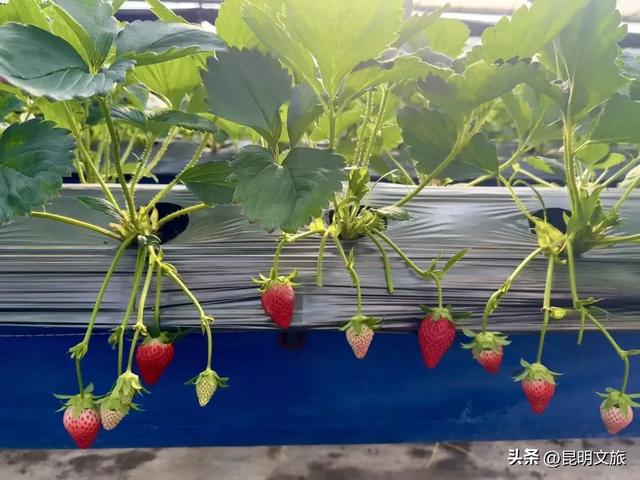 别再问昆明哪里能摘草莓了!收下这份采摘地图,直接抄作业→