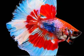 鱼类百科之斗鱼图片