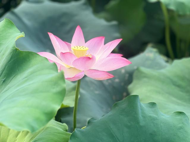 夏日西湖，8月9日。