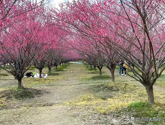 成都郫都区最大面积红梅花开了，粉红花海，非常壮观，不要门票！