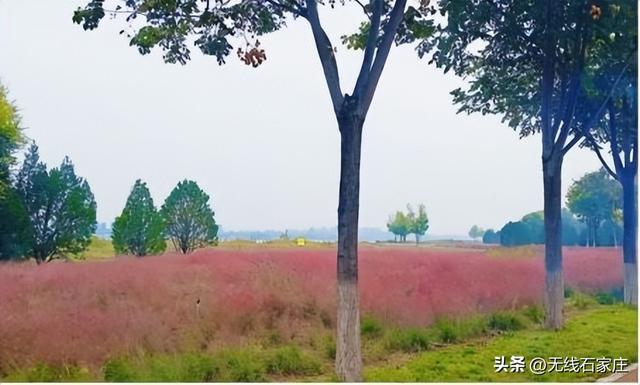 一叶知秋！2025年石家庄市城区赏秋指南来啦 这些地方别错过