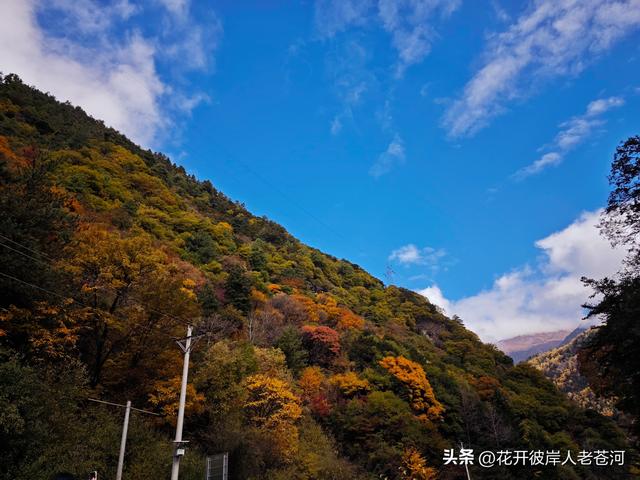 米亚罗彩林季，观赏一日游！