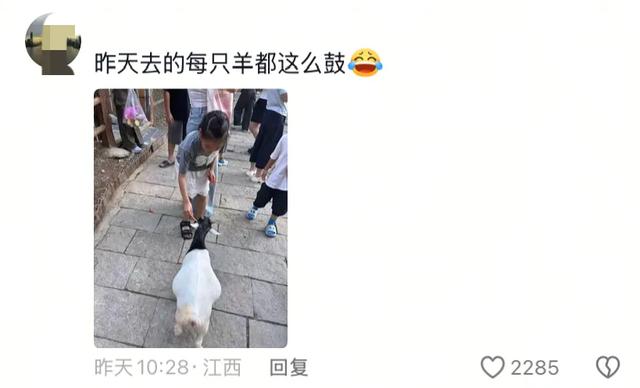 笑麻了！国庆的动物们都吃出工伤了！一看评论区动物们都EMO 了