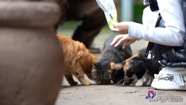 大足石刻南山景区4只萌猫成“团宠” 憨态可掬等您赐名
