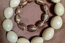 真正的铁树种子文玩不是铁树籽菩提，而是它。图片