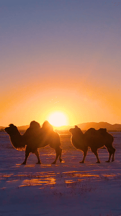 《疯狂动物城》之冰川镇竟撞脸呼伦湖！