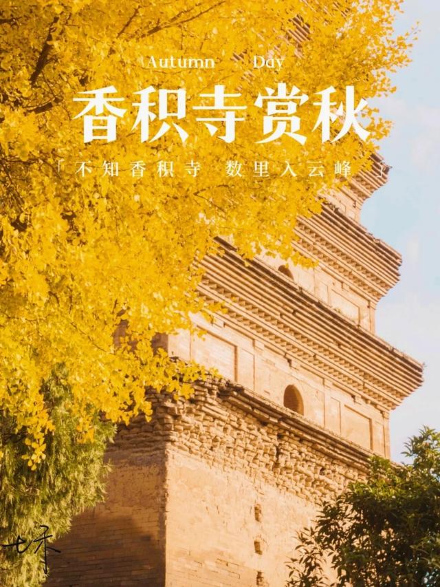 西安周末游丨这8个免费赏银杏叶好去处