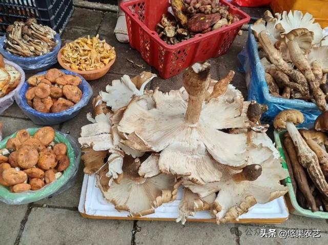 云南行记：楚雄两日