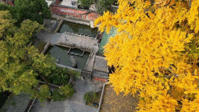 济南的这些千年银杏树美得正当时,最后“黄金期”快去打卡!