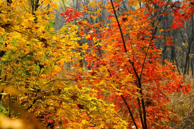 泗水县万紫千红旅游区：静谧而斑斓的生态画卷