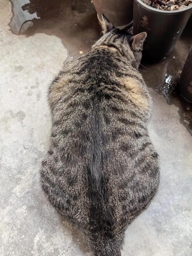 笑死了！主人展示25斤布偶猫引热议，网友：我这19斤的再加加餐？
