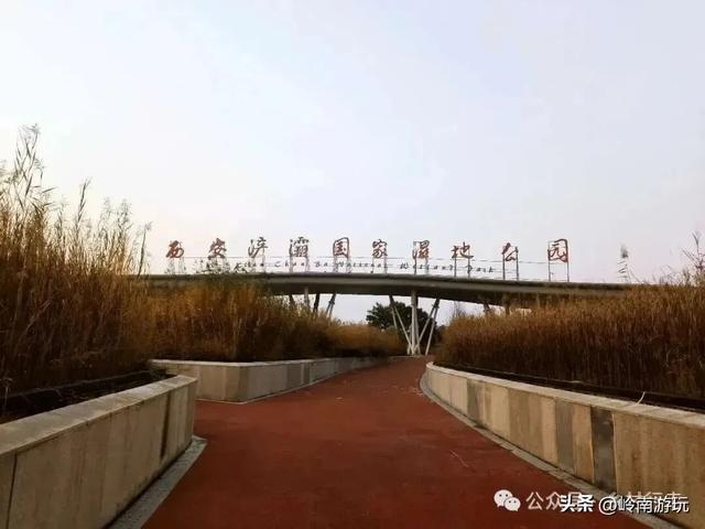 全部免费，推荐西安周边最适合拍照的芦苇荡，快去打卡吧！