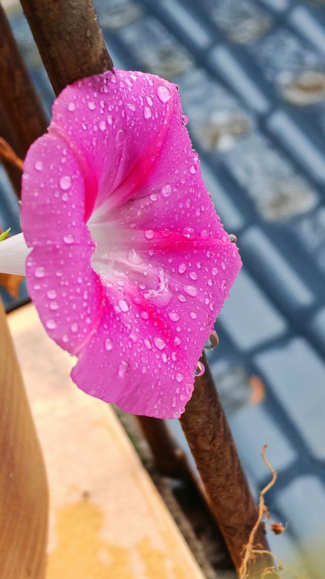 绝美的雨中花