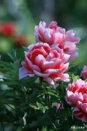 两性交往中：女人说“我去洗澡了”，其实就是在告诉你这3件事情