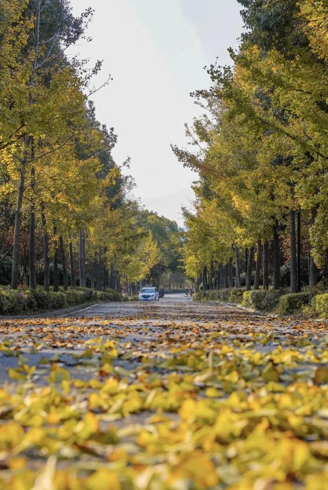 黄陂秋色未尽，快来共赴赏叶寻幽之旅