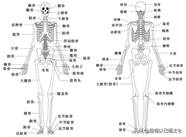 人体-结构-功能-系统