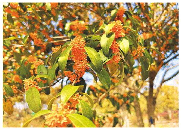 桂林桂花迎来近8年最晚花期 可闻可尝可触摸（附详细攻略）