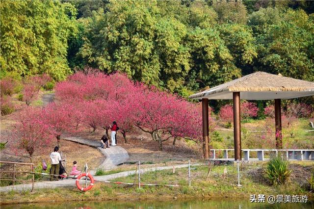 宏图大展正当时 佛山三水“世外桃源”万株桃花盛放迎客