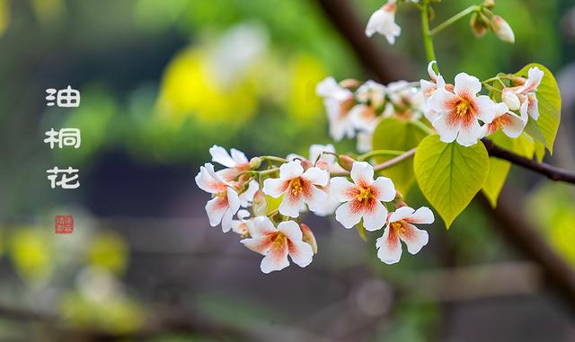烟雨大别山，醉美望天村