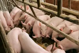 新春走基层｜凤冈：杀年猪迎新春过上幸福年图片