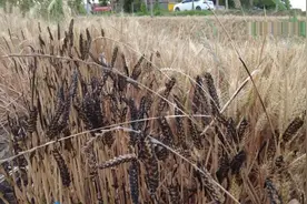 当心！“三夏”大忙切勿疲劳驾驶 别让收割机变“凶器”图片