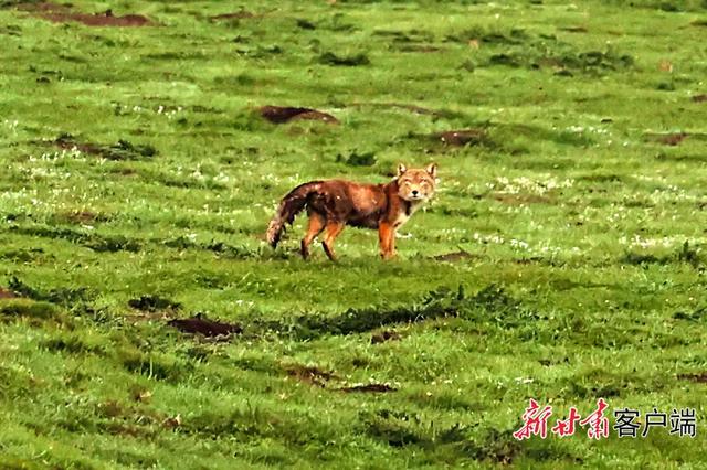 夏日阿万仓：水系成脉 生灵共栖