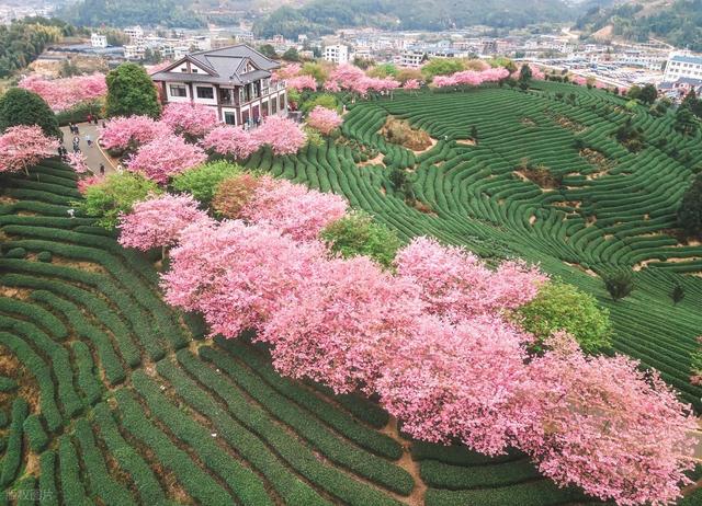 1月-3月赏花，春天适合去的10个赏花胜地，即将迎来盛花期